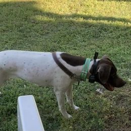 Hattie - German Shorthaired Pointer