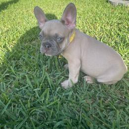 Zulu - Blue fawn male French Bulldog puppy in Metairie, Louisiana from Surcouf Frenchie’s