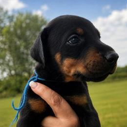 Blue boy - Black and rust male Doberman Pinscher puppy in Peru, Indiana from De luxe dobermans