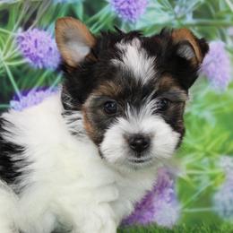 Jacob 3300 - Black tan and white male Biewer Terrier puppy in Ambrose, Georgia from Southern Star Biewer Terriers
