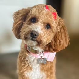 Finley - Goldendoodle