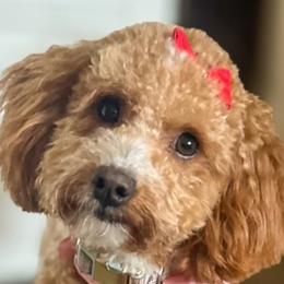 Finley - Goldendoodle