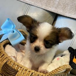 Travis - White black and tan male Papillon puppy in Central Florida, Florida from Sunshine Papillons Central Florida