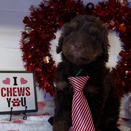 Eddie VanHalen - Brown male Bernedoodle puppy in Gilbert, Arizona from The Berne Barn... it’s a Doodle thing!