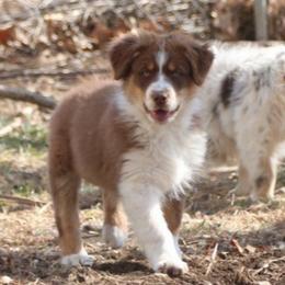Titus - Red tri-color male Australian Shepherd puppy in Leavenworth, Kansas from Silverbrook Australian Shepherds