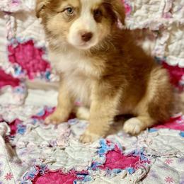 Tri female 2 - Red tri-color female Australian Shepherd puppy in Lemon Cove, California from Magic Ranch Mini Aussies