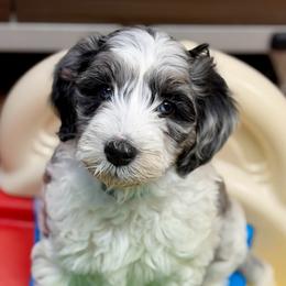 Opal - Parti female Goldendoodle puppy in Great Falls, Montana from AnneLuna Goldendoodles
