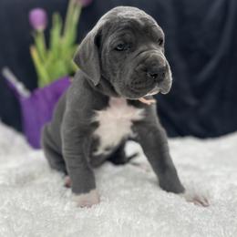 Great Dane Puppies from Catskills Greatest Danes