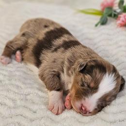 Rowdy - Red merle male Australian Shepherd puppy in Mountain Grove, Missouri from K Bar H Farms