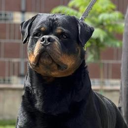Rottweilers from Vom hause Reto