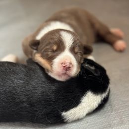 Border Collie Puppies from Chasing Dreams Border Collies