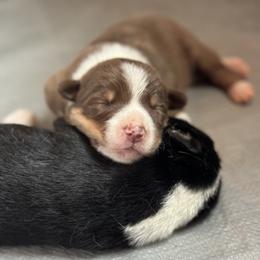 Border Collie Puppies from Chasing Dreams Border Collies