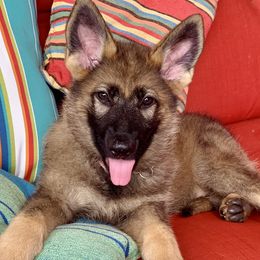 German Shepherds from Puppies by Gandz