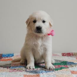 Miss Pink - Light golden female Golden Retriever puppy in Bedford, Indiana from Indiana Goldens
