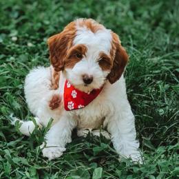 Olsen - Parti male Goldendoodle puppy in Austin, Texas from Cedarcrest Goldendoodles