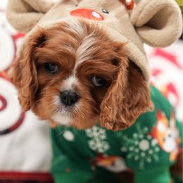 Copper - Ruby male Cavalier King Charles Spaniel puppy in Greensboro, North Carolina from Hyde Park Cavaliers