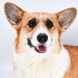 Mira - Pembroke Welsh Corgi