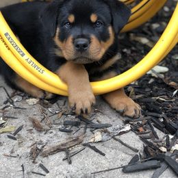 Rottweiler Puppies from Happy Rottweilers