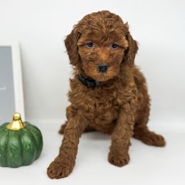 Jingles - Red  female Goldendoodle puppy in O'fallon, Missouri from Rockin R Doodles