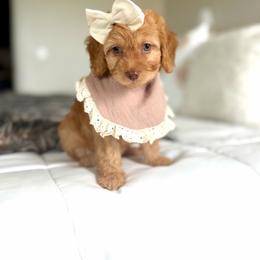 Cadence pink collar - Red  female Goldendoodle puppy in Queen Creek, Arizona from Sunny Doodles