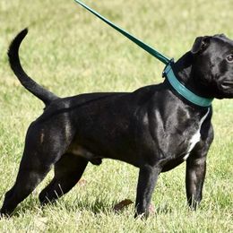 Staffordshire Bull Terriers from Dyna Staffs