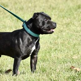 Staffordshire Bull Terriers from Dyna Staffs