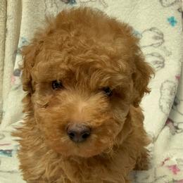 Red - Red  male Poodle puppy in Salem, Oregon from Oregon Poodle Oodle Doodles