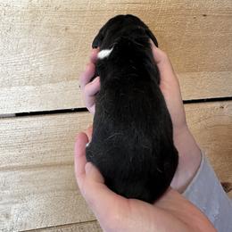 Female 1 - Black brown and white female Basset Hound puppy in Lindley, New York from Hill Top Basset Hounds & Cane Corso