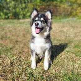 Forest - Black and white Pomsky puppy in Kennewick, Washington from Nebula Ranch Pomskies