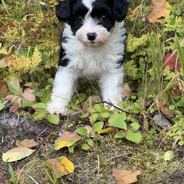 Chinese Crested Puppies from Bare Nakeys