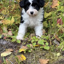Chinese Crested Puppies from Bare Nakeys
