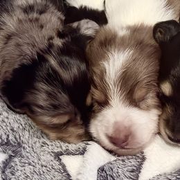 Dachshunds from Creme de la Creme dachshunds