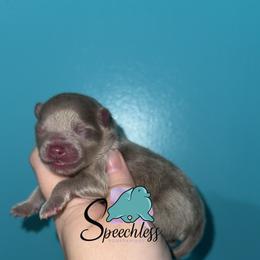 Alfredo - Lavender male Pomeranian puppy in Perry County, Ohio from Speechless Pom’s