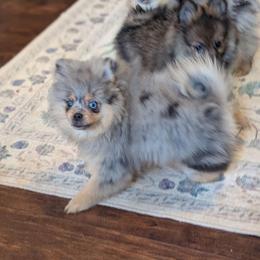 Throwback Milly - Blue merle female Pomeranian puppy in Danielsville, Georgia from PassionatePomPoms