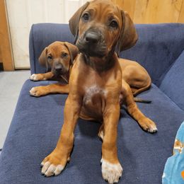 Rhodesian Ridgeback Puppies from Supernova Ridgebacks