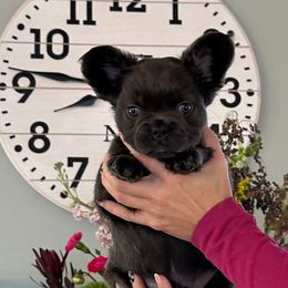 Male Visual Fluffy blue brindle from OFA'd parents - Blue male French Bulldog puppy in Billings, Montana from Montana Made Frenchies
