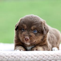 Solar - Red tri male Toy Australian Shepherd puppy in Prague, Oklahoma from Clay Creek Aussies