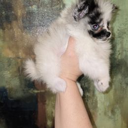 Goddess - Blue merle female Pomeranian puppy in Texas from Ruby's Poms