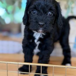 Lucy - Black female Cavapoo puppy in Yuciapa, California from AlltheDoodlez_