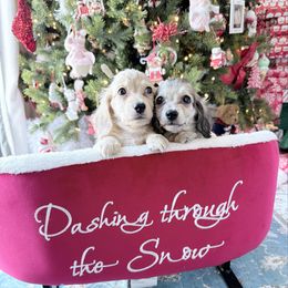 Leland - Cream male Dachshund puppy in Richmond, Virginia from Irresistible Dachshunds & Cavaliers