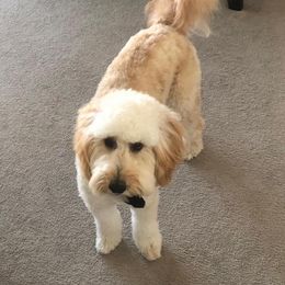 Goldendoodle Puppies from Zink Doodles