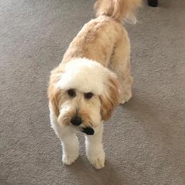 Goldendoodle Puppies from Zink Doodles