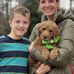 Lucky Country Clover - Australian Labradoodle puppy from Lucky Country Labradoodles
