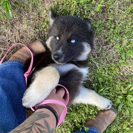Siberian Husky Puppies from North Valley Huskies