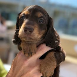 Prince Edward the chocolate - Chocolate male Dachshund puppy in El Cajon, California from Lisa Buxton