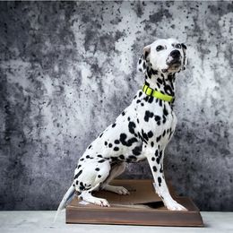 Estella - Dalmatian