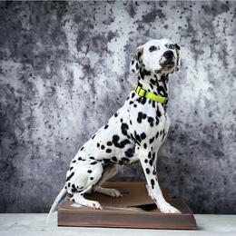 Estella - Dalmatian