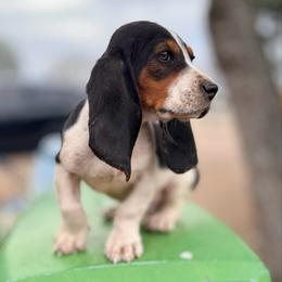 Banjo - Basset Hound