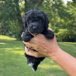 Archie - Tri-color male Bernedoodle puppy in Lancaster, Missouri from Cavapoo Acres