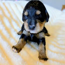 Rosie - Tri-color female Bernedoodle puppy in Elkhart, Iowa from Quality Iowa Doodles